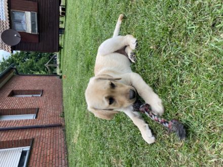 Die 6 Jungs suchen noch ein neues Zuhause! Die kleinen