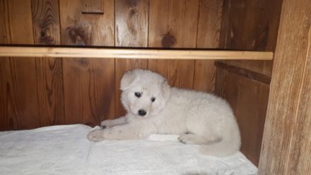 Am 18.04.2022 sind 7 süße "Eisbären" gelandet! Es sind