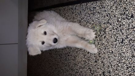 Am 18.04.2022 sind 7 süße "Eisbären" gelandet! Es sind