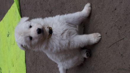 Am 18.04.2022 sind 7 süße "Eisbären" gelandet! Es sind