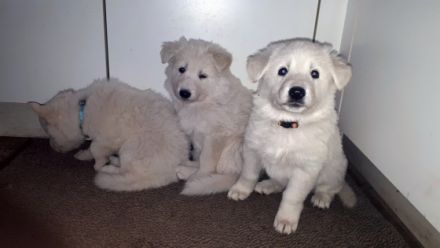 Am 18.04.2022 sind 7 süße "Eisbären" gelandet! Es sind