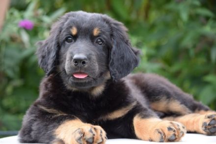 4 Hündinnen & 4 Rüden, geboren *24.6.22 Rufen sie uns