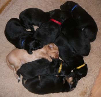 4 Hündinnen & 4 Rüden, geboren *24.6.22 Rufen sie uns