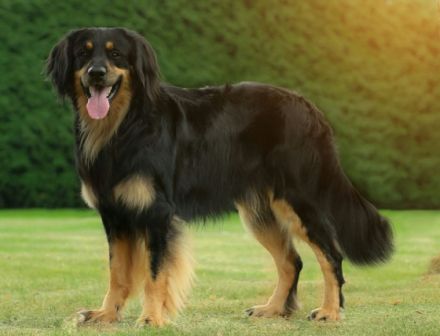 4 Hündinnen & 4 Rüden, geboren *24.6.22 Rufen sie uns