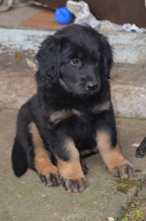 4 Hündinnen & 4 Rüden, geboren *24.6.22 Rufen sie uns