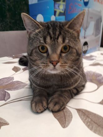 Wir laden Sie herzlich ein, damit Sie unsere Kitten