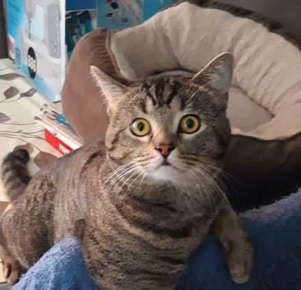 Wir laden Sie herzlich ein, damit Sie unsere Kitten