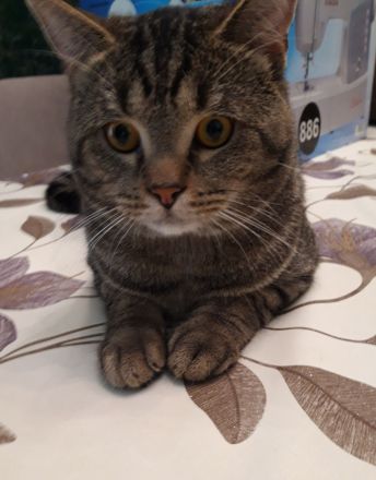 Wir laden Sie herzlich ein, damit Sie unsere Kitten