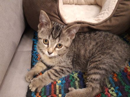 Wir laden Sie herzlich ein, damit Sie unsere Kitten