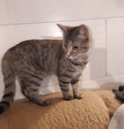 Wir laden Sie herzlich ein, damit Sie unsere Kitten