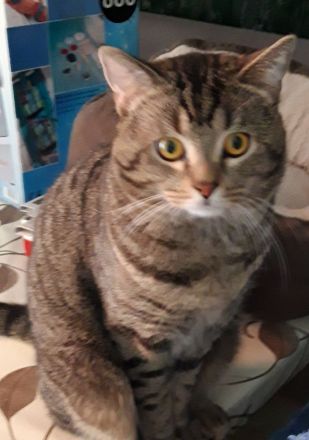 Wir laden Sie herzlich ein, damit Sie unsere Kitten