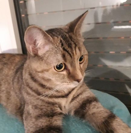 Wir laden Sie herzlich ein, damit Sie unsere Kitten