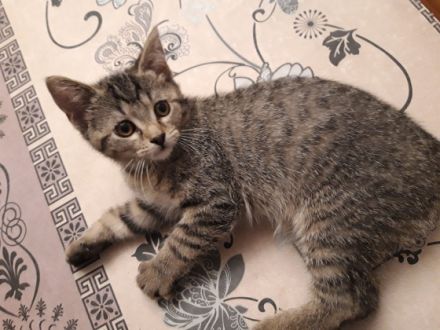 Wir laden Sie herzlich ein, damit Sie unsere Kitten