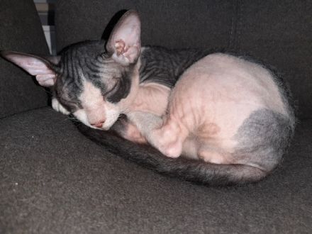 Guten Tag, die Kitten sind jetzt knapp 15 Wochen alt.