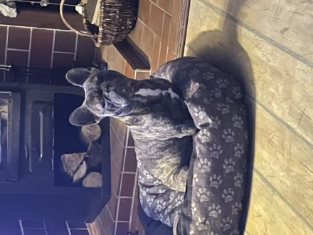 Spencer am 21.12.2020 geboren und wird Umständehalber