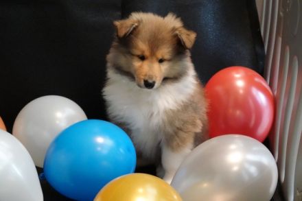 Wir haben zobelfarbene Colliewelpen von unserer