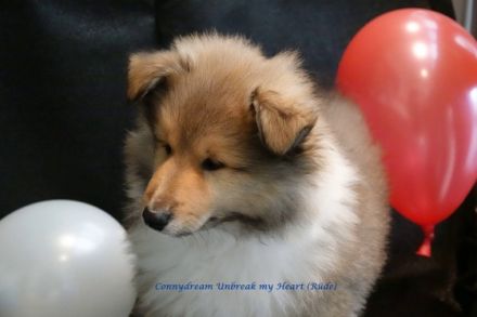 Wir haben zobelfarbene Colliewelpen von unserer