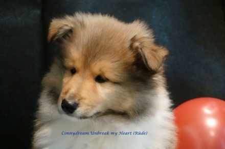 Wir haben zobelfarbene Colliewelpen von unserer