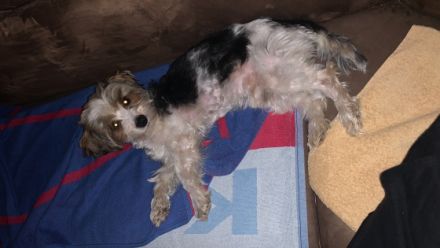 Yorkshire Terrier, Welpen