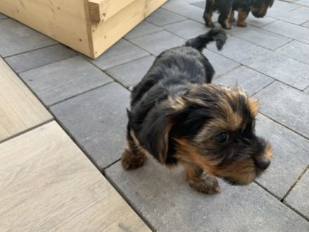 Yorkshire Terrier, Welpen