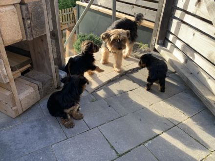 Yorkshire Terrier, Welpen