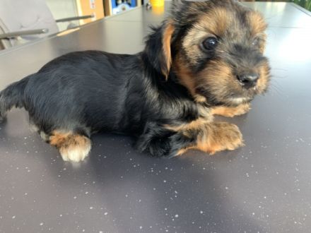 Yorkshire Terrier, Welpen