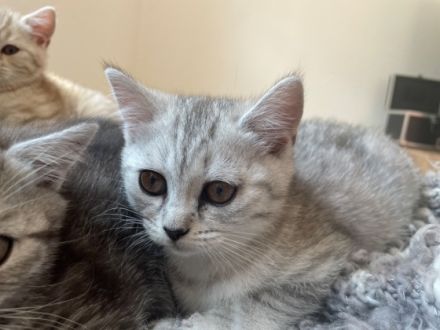 Hallo zusammen, unsere Ellie hat im März 4 bildhübsche