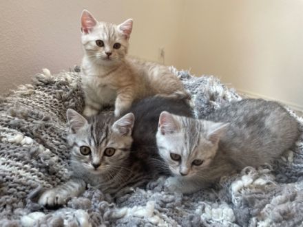 Hallo zusammen, unsere Ellie hat im März 4 bildhübsche