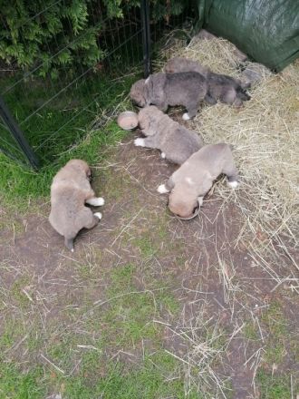 Wunderschöne Welpen in liebevolle Hände abzugeben.