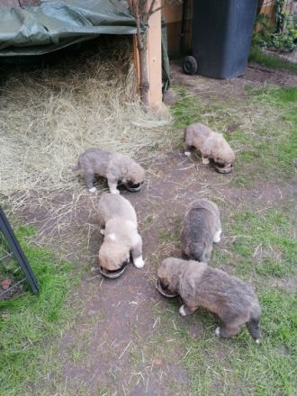 Wunderschöne Welpen in liebevolle Hände abzugeben.