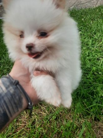 3 wunderschöne zwergspitz Welpen suchen noch ein neues