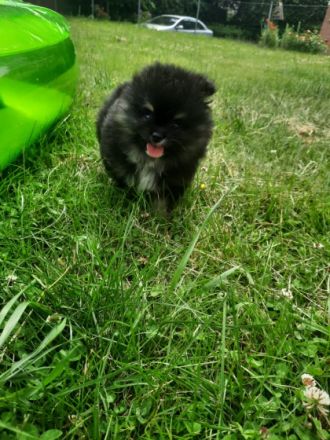 3 wunderschöne zwergspitz Welpen suchen noch ein neues