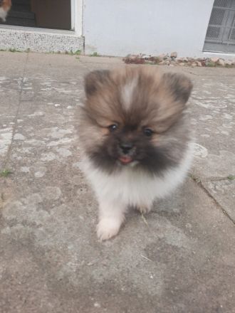 3 wunderschöne zwergspitz Welpen suchen noch ein neues