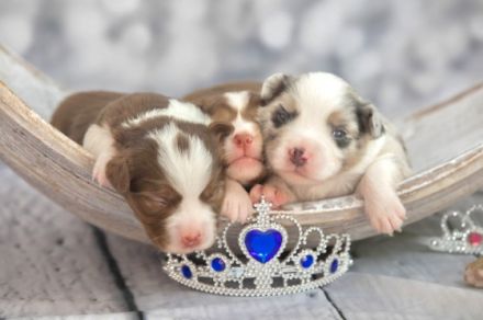 Wunderschöne Mini Aussie Welpen zu verkaufen mit