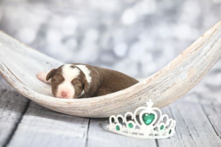 Wunderschöne Mini Aussie Welpen zu verkaufen mit