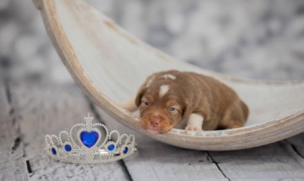 Wunderschöne Mini Aussie Welpen zu verkaufen mit