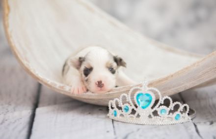 Wunderschöne Mini Aussie Welpen zu verkaufen mit