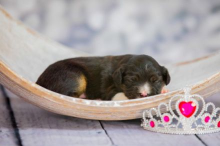 Wunderschöne Mini Aussie Welpen zu verkaufen mit