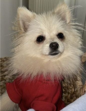 Toffee, Schweren Herzens müssen wir uns von unserm