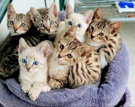 Ragdoll ,bkh,Bengal Kitten geb 10.03 2022 UNSERE LETZE