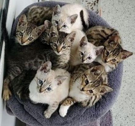 Ragdoll ,bkh,Bengal Kitten geb 10.03 2022 UNSERE LETZE