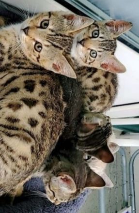 Ragdoll ,bkh,Bengal Kitten geb 10.03 2022 UNSERE LETZE