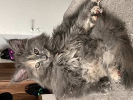 Maine Coon, Kitten