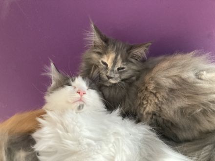 Maine Coon, Kitten