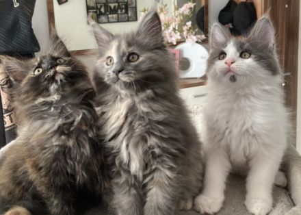 Maine Coon, Kitten