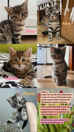 Unsere liebe Naila ( Bengal-British Kurzhaar) hat am 26