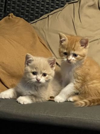 Hallo liebe Katzenfreunde. Meine Katze hat 4 wundervoll