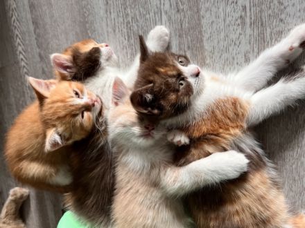 Hallo liebe Katzenfreunde. Meine Katze hat 4 wundervoll