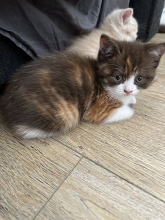 Hallo liebe Katzenfreunde. Meine Katze hat 4 wundervoll