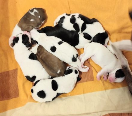 Unsere Beaglemix Hündin wurde Mutter von 8 gesunden